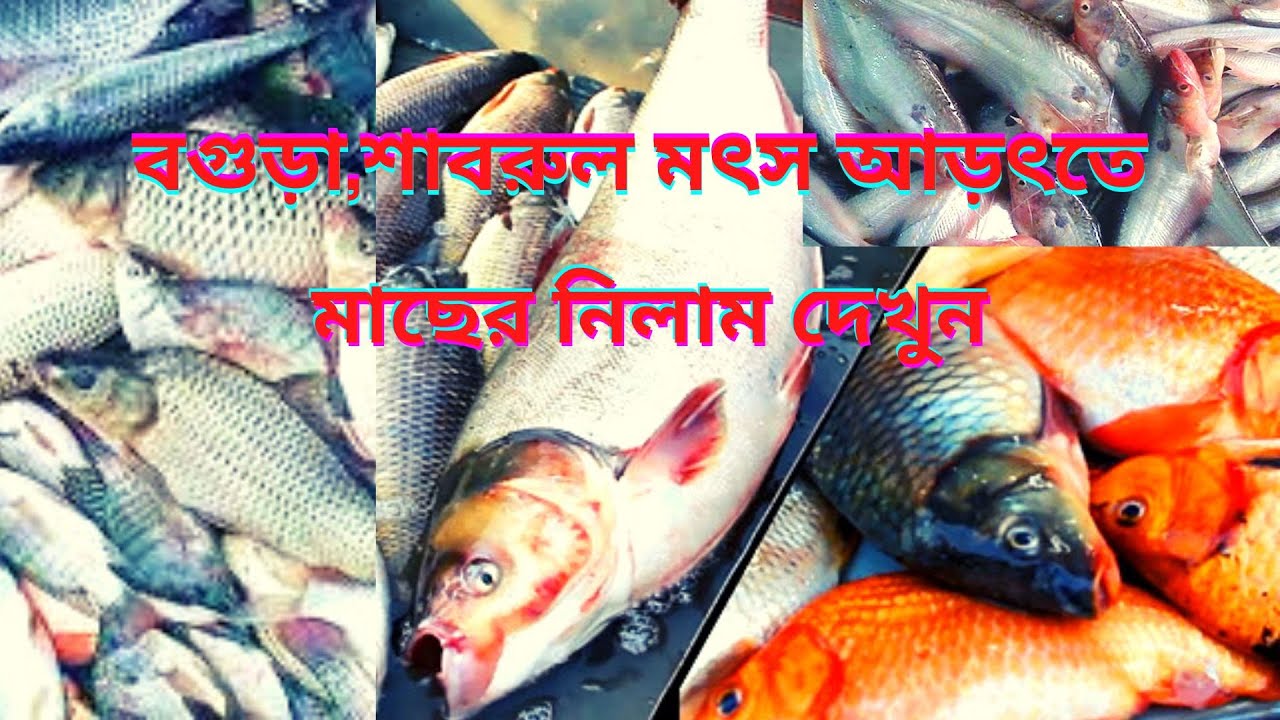 Fish market in Bogra| Season-1-Episode-18| Cheapest fish market in the ...