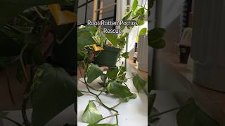 Pothos Rescue