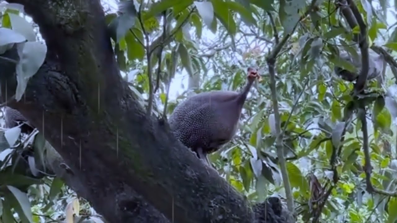 WOW!!Soo many chicks 