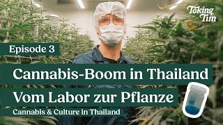 Vier Tage. Zehn Cannabis Facilitys 🥦 Unzählige Eindrücke | Episode 3 - T(HIGH)Land Diaries 🇹🇭