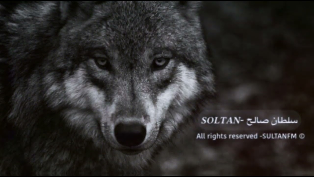 معزوفه استكنان البانيه 2024 - بطيء