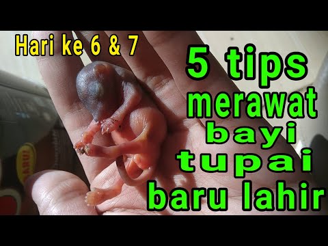 Video: Berapa banyak bayi tupai makan?