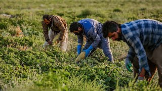 "Rural tourism and seeing local indigenous attractions and melon farms and traditional agriculture