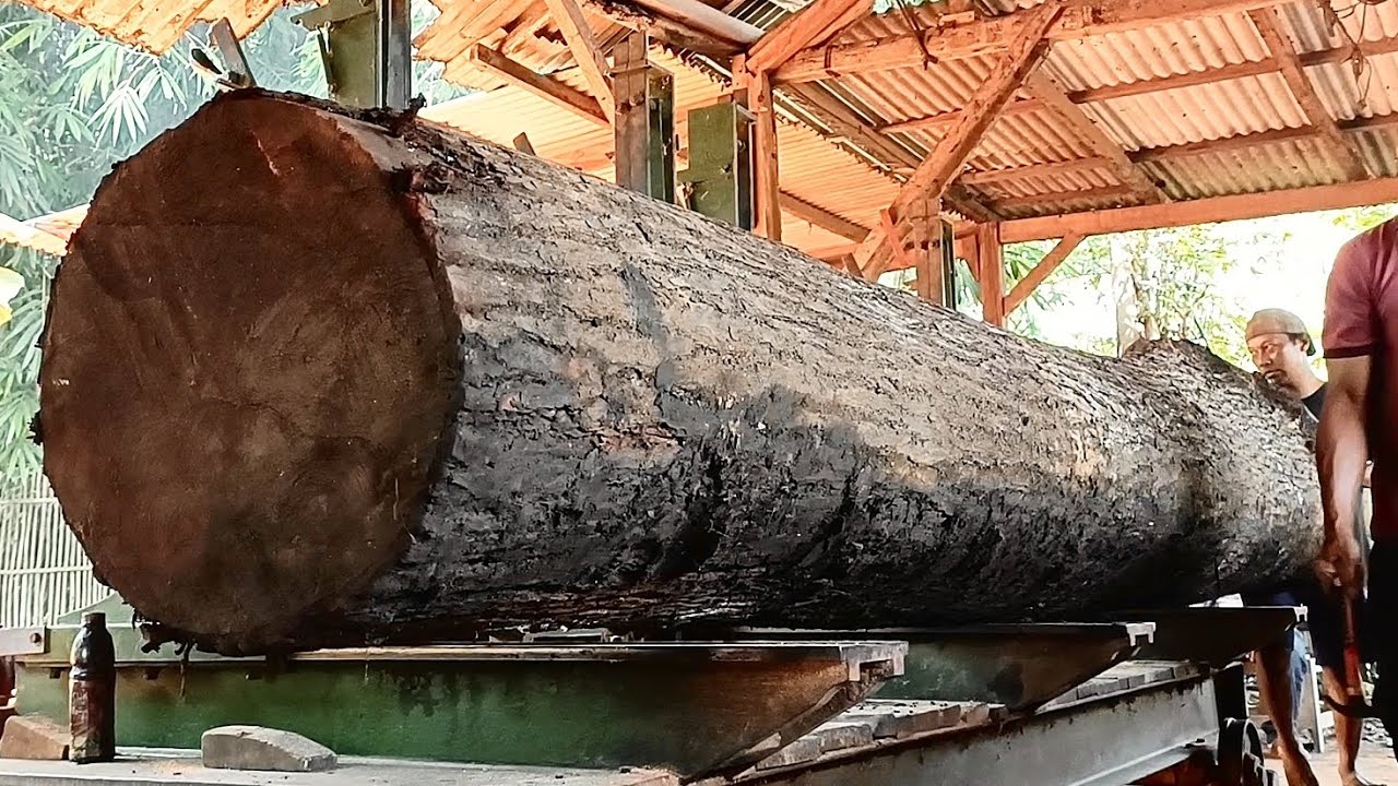 A Never-Before-Seen Tree Sawing Technique || Large and extraordinary ...