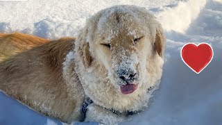 Funny and Cute Dogs in Snow Compilation 2022 || PETASTIC