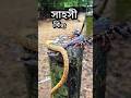 সাপ দেখে সাহসী বিছার কান্ড দেখুন!