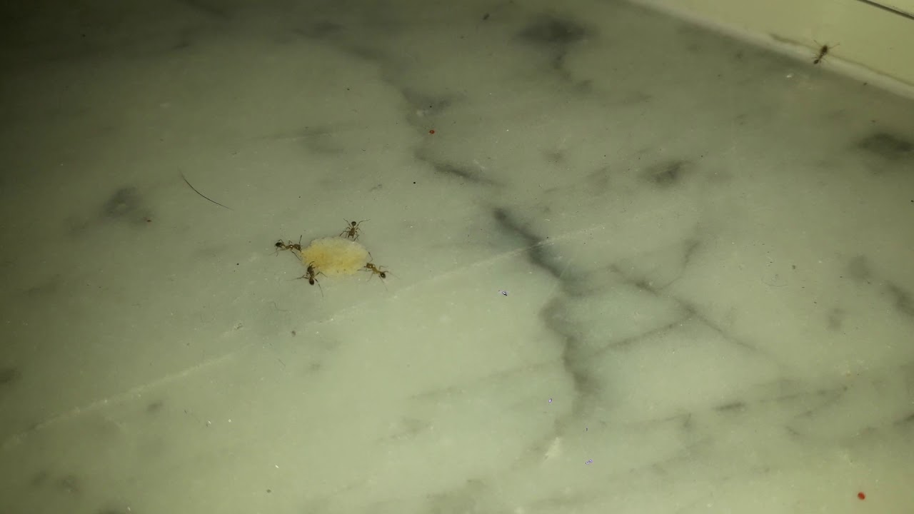 Муравьи тащат хавку раз в 15 больше их - YouTube