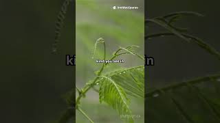 Types Of Rainfall Explained   How The Sky Brings Rain