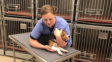 VTHT 1301 AVMA Task Video Restraint Project Summer 2019