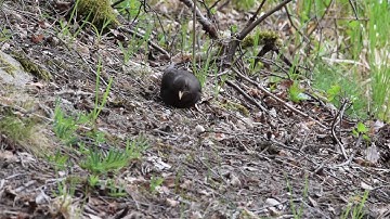 Blackbird in the forest