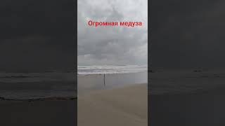 огромная медуза