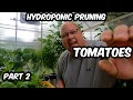 Hydroponic Pruning in a Greenhouse. |Part 2| Tomatoes. Grow Out - Not Up. Drop and Lean Trellis.