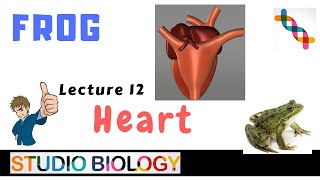 Class 11-Zoology Lectures-Discuss the structure of the frog's heart & blood circulatory system -1.12