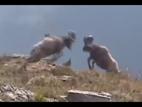 Bighorn Sheep - Rams Butting Heads