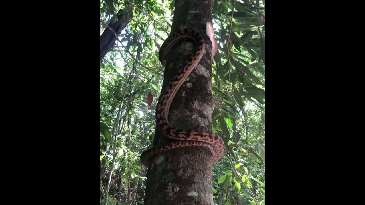 Sonhar Com Cobra Caindo Da Arvore cobra subindo na árvore - YouTube
