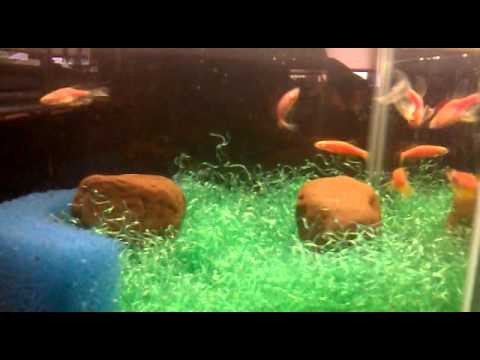 pink zebra danios pink zebra danios