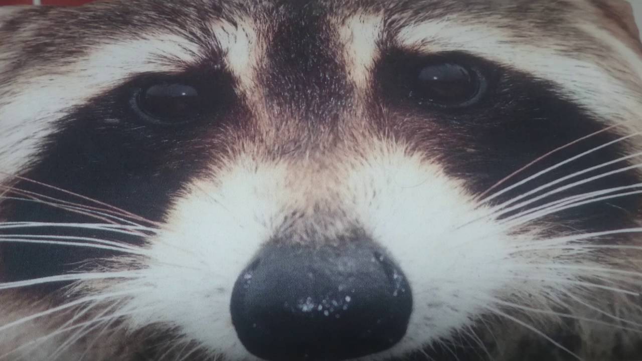 Der Waschbär Song - YouTube