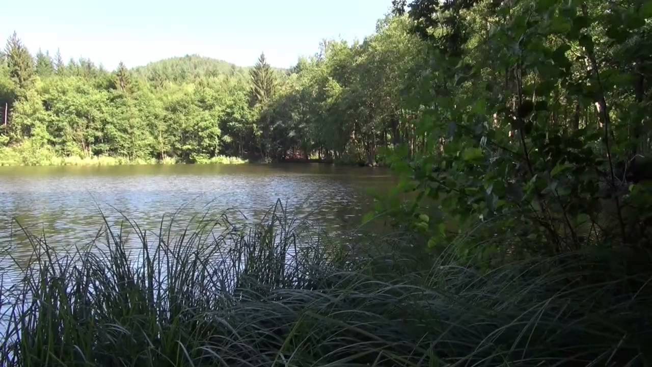 Frauenwoog beim Seehofweiher Erlenbach/Pfalz im Dahner Felsenland 6-2015