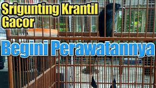 Supaya Srigunting Krantil Gacor, Begini Perawatan Hariannya