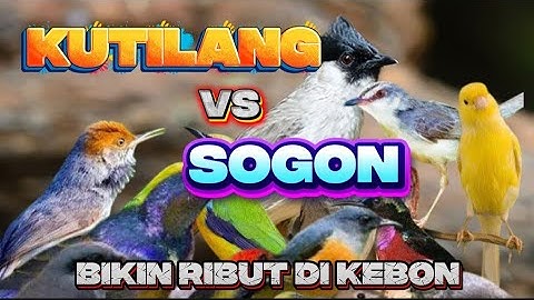 PIKAT BURCIL Kombinasi Sogon,Kutilang Ribut Dan Prenjak Lumut mp3 ini sangat MAUT ANTI ZONK