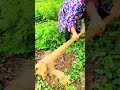 Traditional Farming Techniques Harvesting Nutritious Roots From Fertile Garden Soil