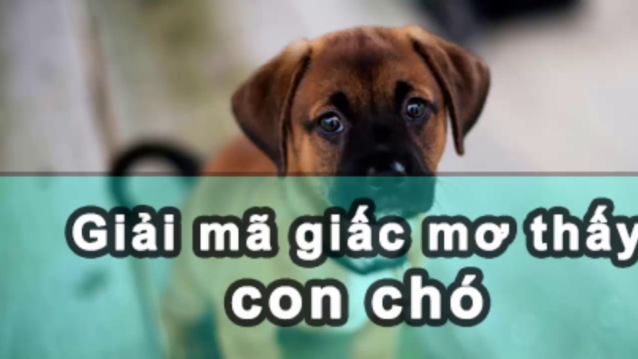 Nằm mơ thấy con chó là điềm gì ? Hên hay xui ? - youtube