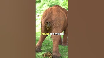 🐘 The Secret to $500 Coffee! ☕💸#facts #foodfacts #coffee #coffeelover #factshorts #elephant