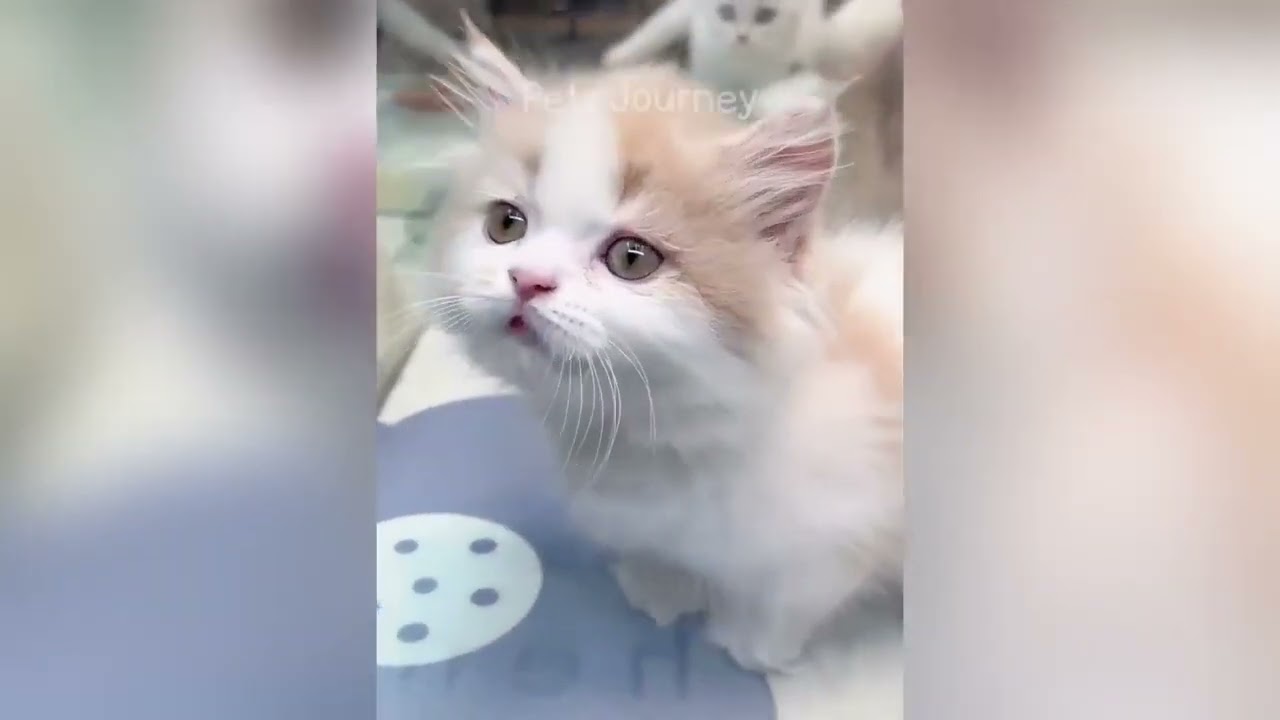 Funniest animals that will make you laugh to die 😂 