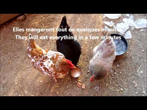Vidéo: Comment Nourrir Les Poulets En Hiver