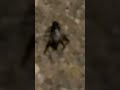 Bug