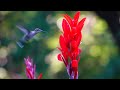 Hummingbird on Canna Lily