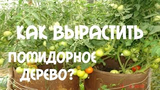 Как вырастить помидорное дерево. Часть 3