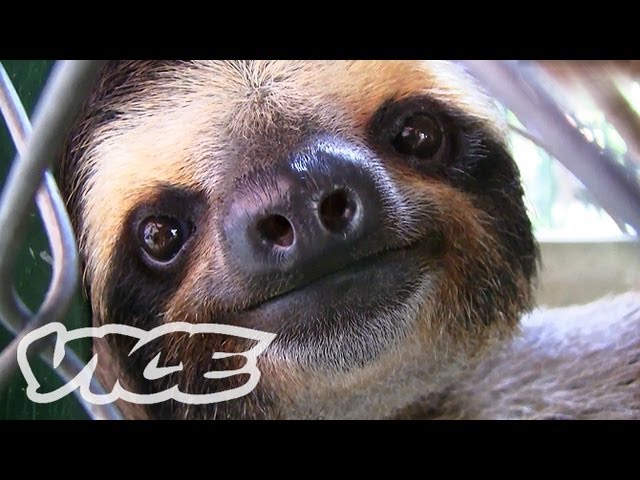 ナマケモノの赤ちゃん Baby Sloth Sanctuary Youtube