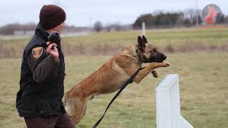 5 Fun Facts about Training Police Dogs