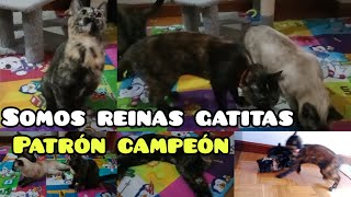 A las reinas les encanta su alfombra de bichitos #gatosgraciosos #mexico #colombia #reel#shortvideo💞