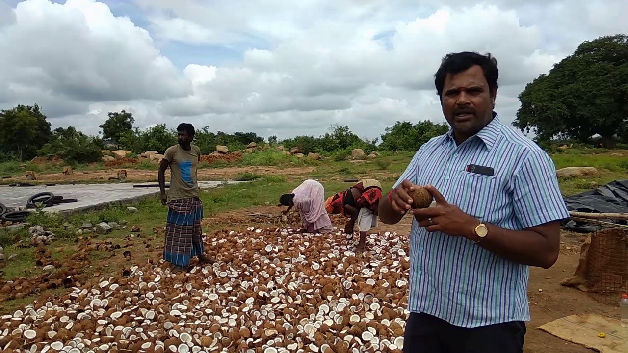 சிறிய முதலீட்டில் தேங்காயில் இருந்து கொப்பரை தயாரிப்பு  - Part 1 -  நேரடி காட்சிகள் - | Coconutindia