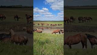 Картина маслом. Табун на водопое #horses #лошади