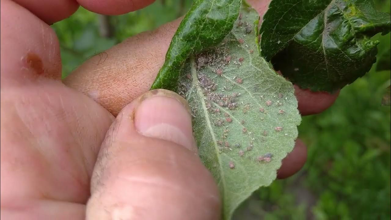 🐛Батрайдер результат обработки через день 🐛 #тля #город61 #садогород # ...