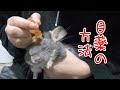 ［チンチラ］相当嫌がる海登に、目薬を…最後は、諦めて、大人しく目薬ささしてくれる☺️
