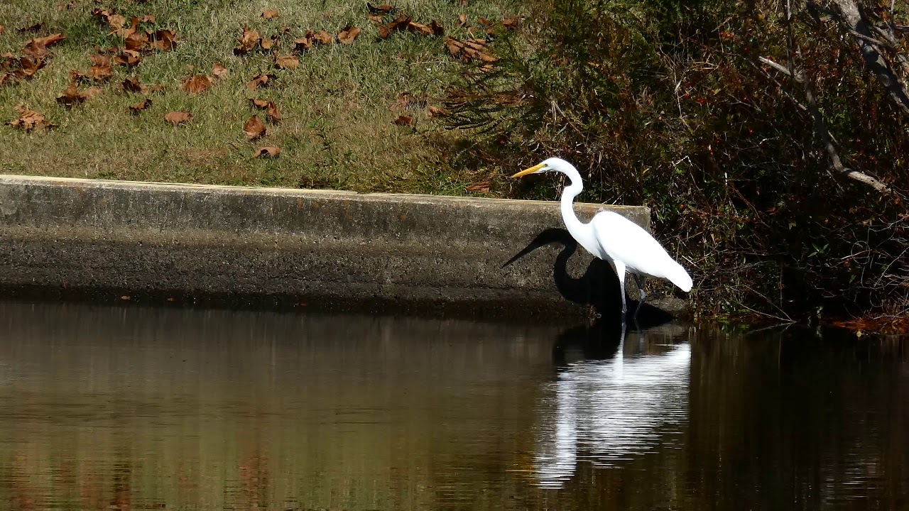 White Bird in 4K 