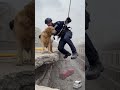 Golden Retriever Saved from Collapsed Ledge by Rope Rescue  #dog #rescue #shorts#youtubeshorts