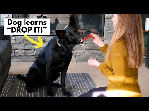 Video: 3 veidi, kā atbrīvoties no netīrumiem suņa acīs