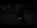 Восточноевропейская  овчарка   Капитан Блад (Викинг Блад &amp; Бунта ) 2 года. Ночная тренировка.