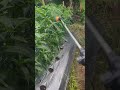 Sedikit kreativitas petani cabe,biar gak sakit pinggang #farming #pertanian #cabetangguhf1