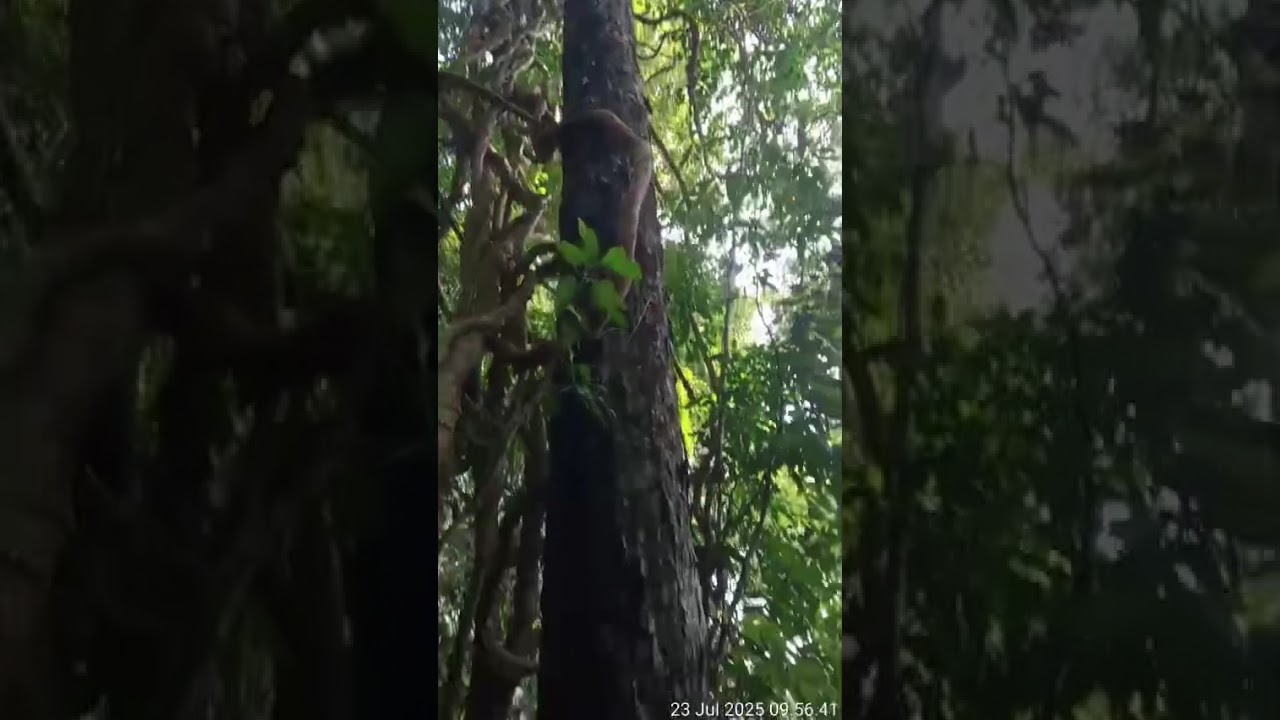 Macassar ebony. Macassar Ebony Guitar Fingerboards | Premium Luthier Tonewood Supply