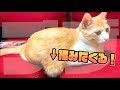 猫のたっぷたぷのお腹を存分にたぷたぷする動画