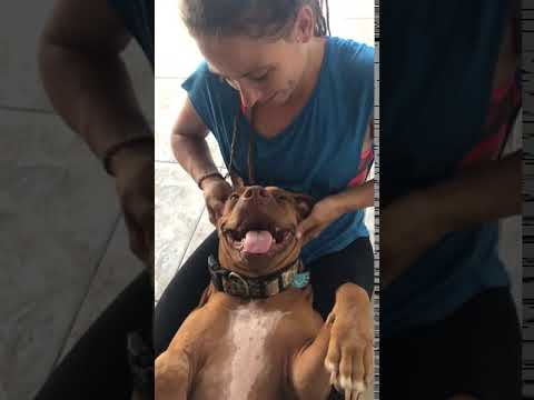 camera iphone 8 plus apk Spa for Dogs, pitbull mandy enjoying her massage