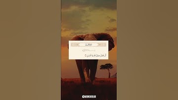 سورة الفيل ❤️ #آيات #قرآن #quran #islam #islamic #ماهر_المعيقلي