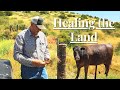 Raising Grass Fed Beef in a Desert | Regenerative Farming