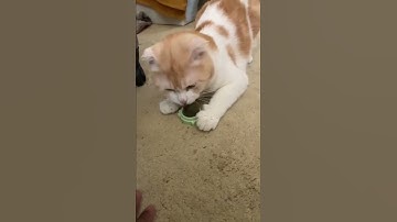 My cat tries CATNIP for the first  time...#cutecat#shorts#beta##shorts#scottishfoldcat#pets#subsplz